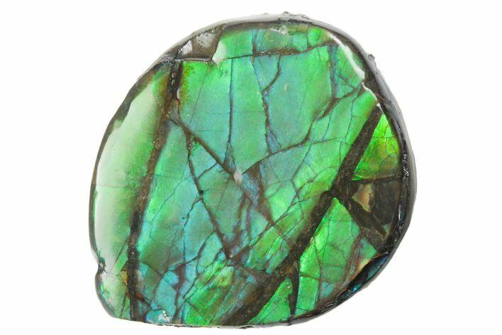 Iridescent Ammolite (Fossil Ammonite Shell) - Alberta #357521
